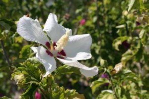 Spring Flowers