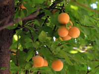 Fruit Tree